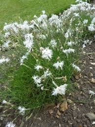 Attēlu rezultāti vaicājumam “Caryophyllaceae”