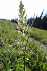 Attēlu rezultāti vaicājumam “Trisetum flavescens”