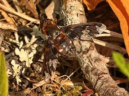 Attēlu rezultāti vaicājumam “Exoprosopa capucina”
