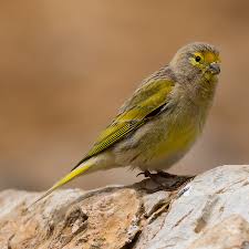 Image result for Serinus serinus