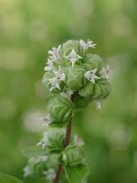 Image result for Majoran