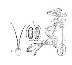 Attēlu rezultāti vaicājumam “Callitriche verna”