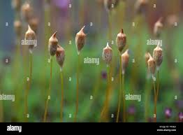 Attēlu rezultāti vaicājumam “Sciuro-hypnum curtum sporophyte”