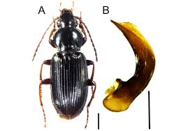 Attēlu rezultāti vaicājumam “Tachyta nana”