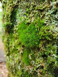 Attēlu rezultāti vaicājumam “Dicranum viride”