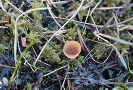 Attēlu rezultāti vaicājumam “Myriosclerotinia scirpicola”