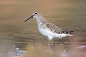 Attēlu rezultāti vaicājumam “Calidris ferruginea”