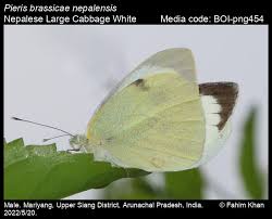 Attēlu rezultāti vaicājumam “Pieris brassicae male”
