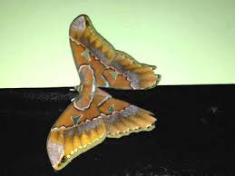 Attēlu rezultāti vaicājumam “Cribraria costata stalked”