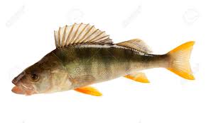 Attēlu rezultāti vaicājumam “Perca fluviatilis”