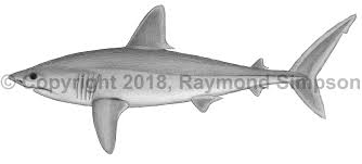 Image result for Lamna nasus