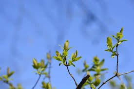 Attēlu rezultāti vaicājumam “Lonicera tatarica bud”
