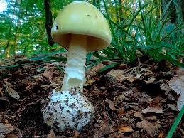 Attēlu rezultāti vaicājumam “Amanita phalloides”