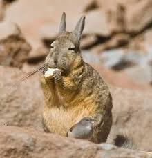 Image result for viscacha