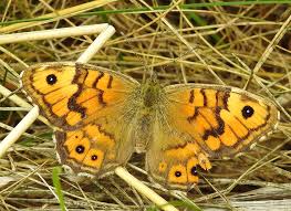 Attēlu rezultāti vaicājumam “Lasiommata megera female”