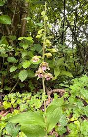 Attēlu rezultāti vaicājumam “Epipactis helleborine flower”
