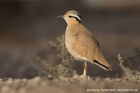 Image result for Cursorius cursor