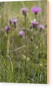 Attēlu rezultāti vaicājumam “Serratula tinctoria flower”