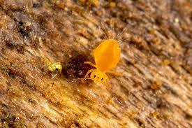 Attēlu rezultāti vaicājumam “Symphypleona”