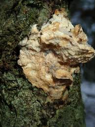 Attēlu rezultāti vaicājumam “Antrodiella serpula”