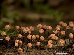 Attēlu rezultāti vaicājumam “Cribraria vulgaris”