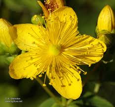Attēlu rezultāti vaicājumam “Hypericum maculatum flower”