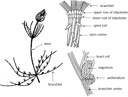Attēlu rezultāti vaicājumam “Chara intermedia male”