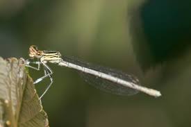 Attēlu rezultāti vaicājumam “Platycnemis pennipes female”
