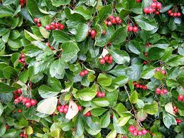 Attēlu rezultāti vaicājumam “Crataegus persimilis”