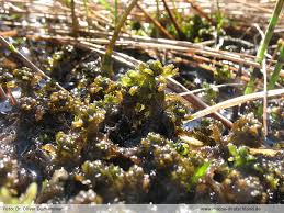 Attēlu rezultāti vaicājumam “Sphagnum platyphyllum”
