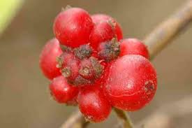 Attēlu rezultāti vaicājumam “Closterotomus biclavatus nymph”