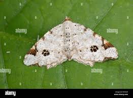 Attēlu rezultāti vaicājumam “Macaria notata”