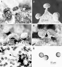 Attēlu rezultāti vaicājumam “Didymium annulisporum young”