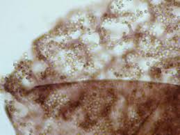 Attēlu rezultāti vaicājumam “Cribraria vulgaris”