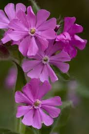Image result for Silene dioica