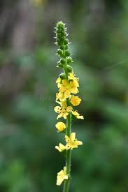 Attēlu rezultāti vaicājumam “Agrimonia pilosa bud”