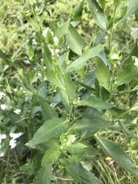 Attēlu rezultāti vaicājumam “Lepidium latifolium leaf”