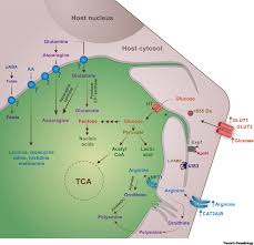 Attēlu rezultāti vaicājumam “Lignydium muscorum plasmodium”