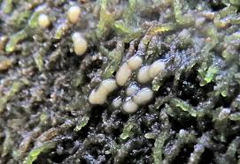 Attēlu rezultāti vaicājumam “Colloderma oculatum”