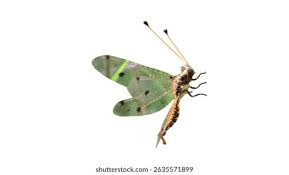 Attēlu rezultāti vaicājumam “Myrmeleontidae”