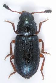 Attēlu rezultāti vaicājumam “Necrobia violacea”