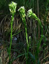 Attēlu rezultāti vaicājumam “Arabis hirsuta”