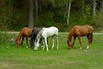 Horses in Pasture