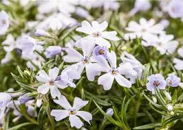 Image result for Phlox (großblumig)