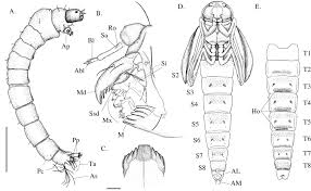 Attēlu rezultāti vaicājumam “Chironomidae larva”