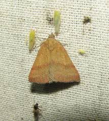 Attēlu rezultāti vaicājumam “Phytometra viridaria”