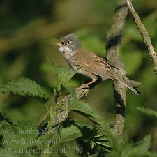Attēlu rezultāti vaicājumam “Sylvia communis”