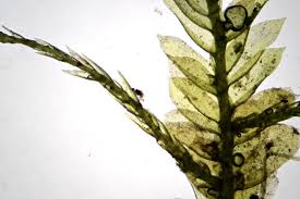 Attēlu rezultāti vaicājumam “Neckera complanata”