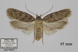 Attēlu rezultāti vaicājumam “Depressaria depressana”