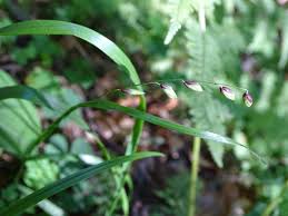 Attēlu rezultāti vaicājumam “Melica nutans leaf”